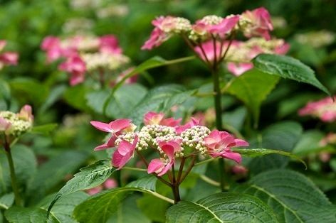 掛川加茂花菖蒲園２０１３ ４ 鼓動