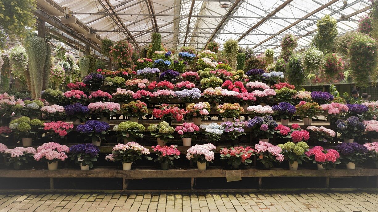 加茂荘花鳥園 温室の紫陽花 鼓動