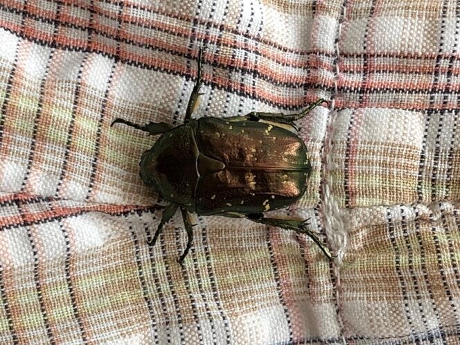 やって来た虫 鼓動