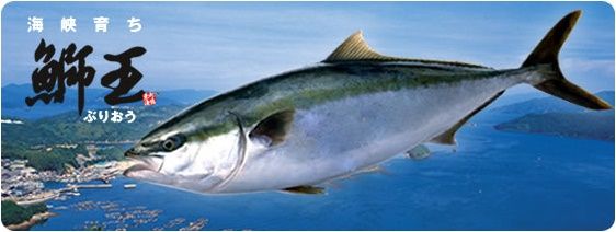 その名も「鰤王」、長島の漁協直営店でづけ丼を食す。:鹿児島でおすすめの美味しいお店(ラーメン・焼肉・ランチetc)