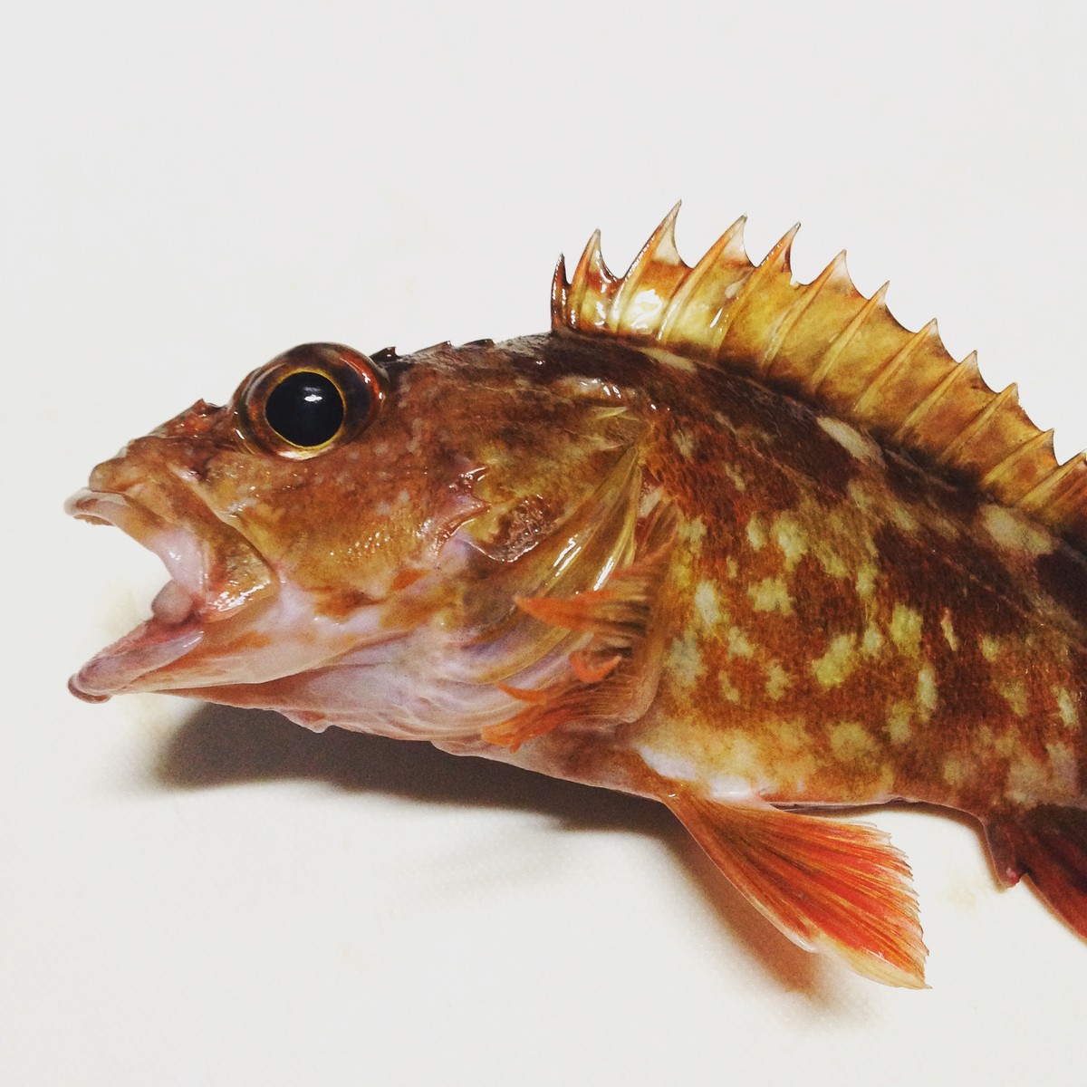 1 ガシラのアクアパッツァ New Kokko Take Blog 1 ガシラのアクアパッツァ New Kokko Take Blog