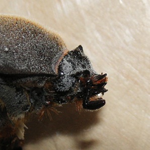 カブリモドキ　飼育交雑個体② カブリモドキ 飼育交雑個体② 値下げ中】カブリモドキ 飼育交雑個体③