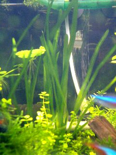 バリスネリアを切る コヤの水槽 バリスネリアを切る コヤの水槽
