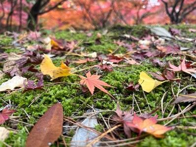 🎄ボランティア市民生活アドバイザーです🌟