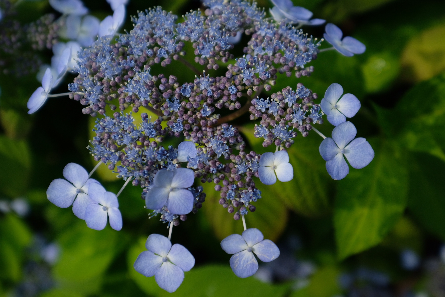 霊源院 甘茶の庭 初めて味わう甘茶 初めて見る甘茶の花 色々ビックリ あんなところ のお掃除 霊源院 甘茶の庭 初めて味わう甘茶 初めて見る甘茶の花 色々ビックリ あんなところ のお掃除