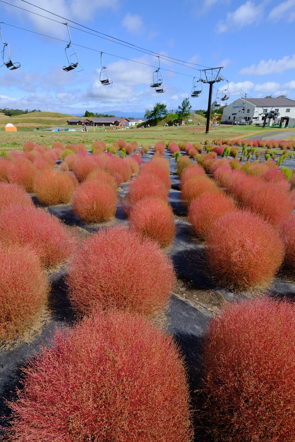 箱館山コキアパーク 滋賀県高島郡 コキア ほうき草で 種はとんぶり 畑のキャビア あんなところ のお掃除 箱館山コキアパーク 滋賀県高島郡 コキア ほうき草で 種はとんぶり 畑のキャビア あんなところ のお掃除