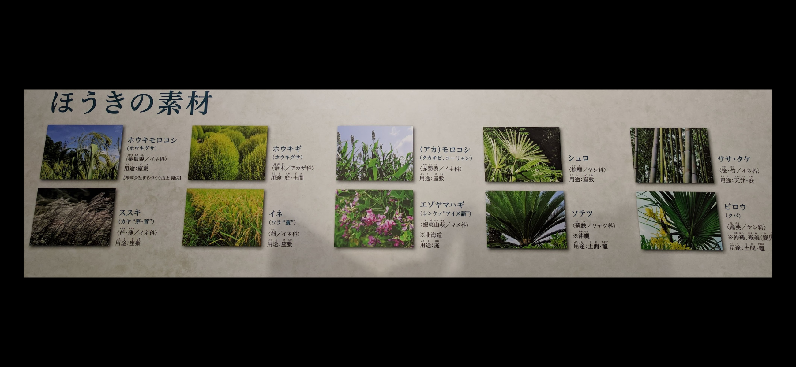 箱館山コキアパーク 滋賀県高島郡 コキア ほうき草で 種はとんぶり 畑のキャビア あんなところ のお掃除