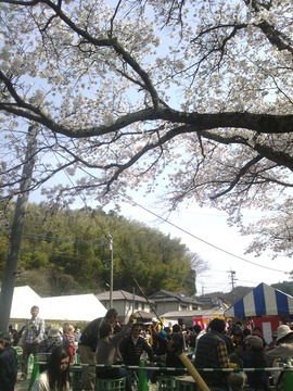 なしか_桜