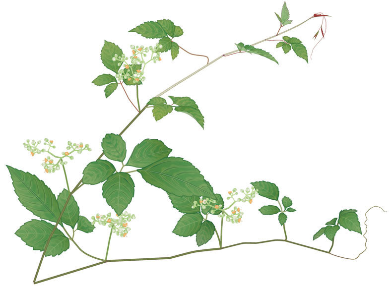 つる草と人間の価値観 思索の木蔭 つる草と人間の価値観 思索の木蔭