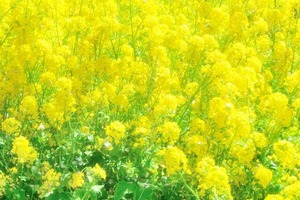 32b9cd8a47460cd4e6e93b7690624686_s