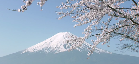 sakura