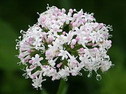 250px-Valeriana_fauriei_Kanokosou_in_Ibukiyama_2010-7-10