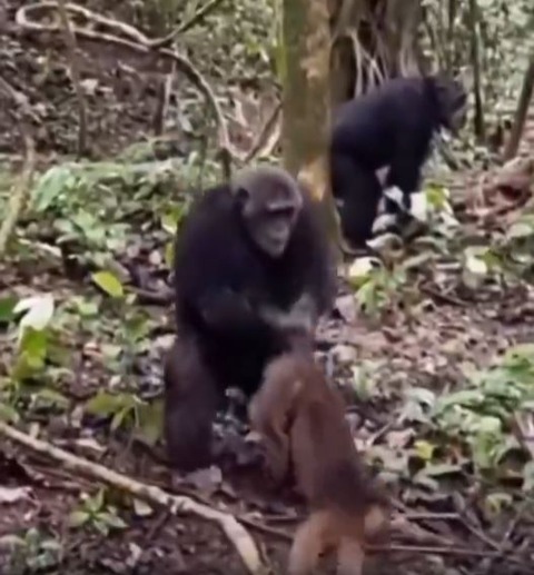 キャプチャ