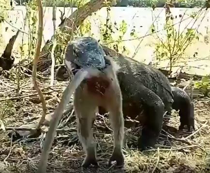 キャプチャ