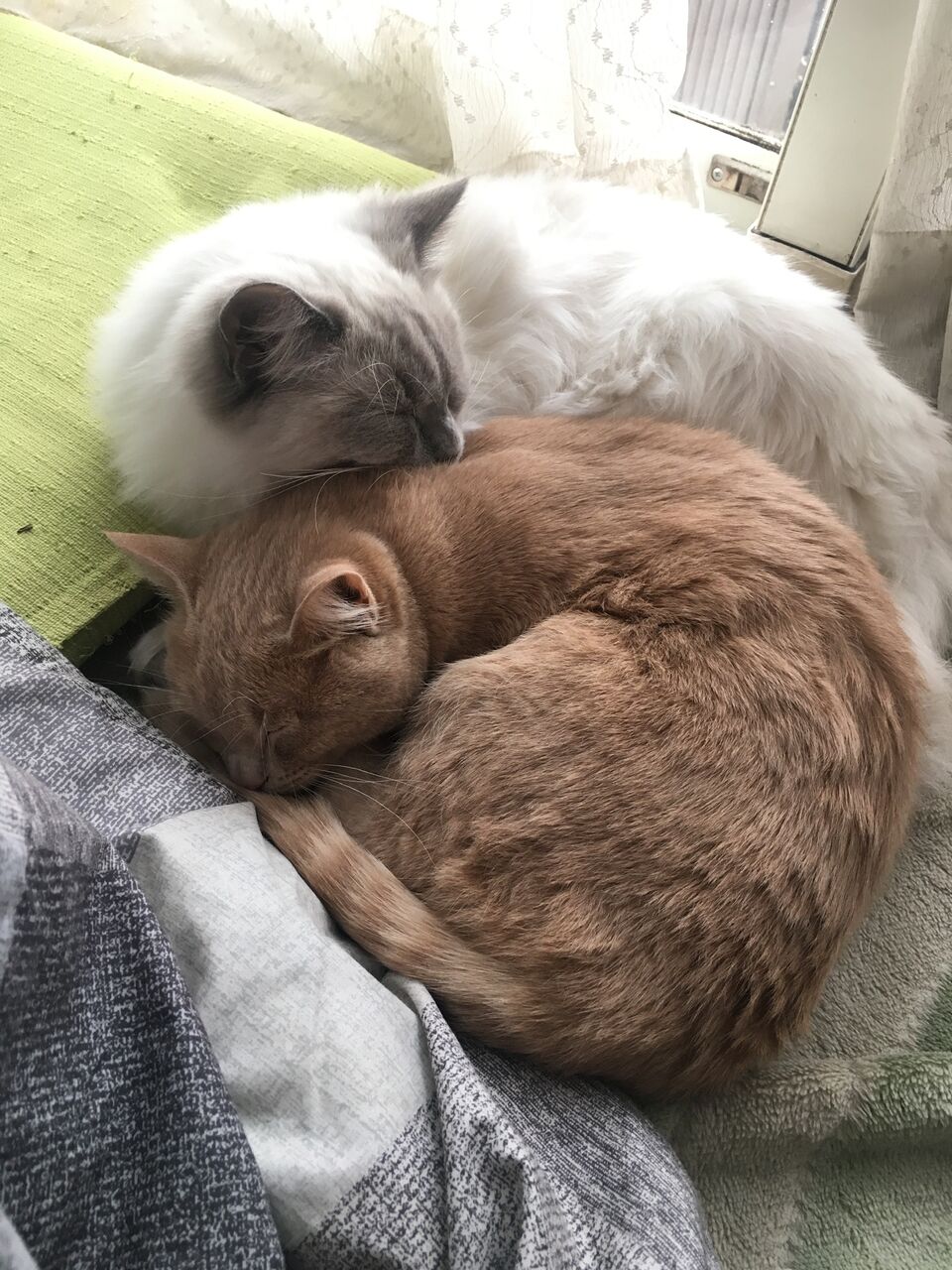 多頭飼いの喜び 猫と薔薇と 気ままにスローライフ