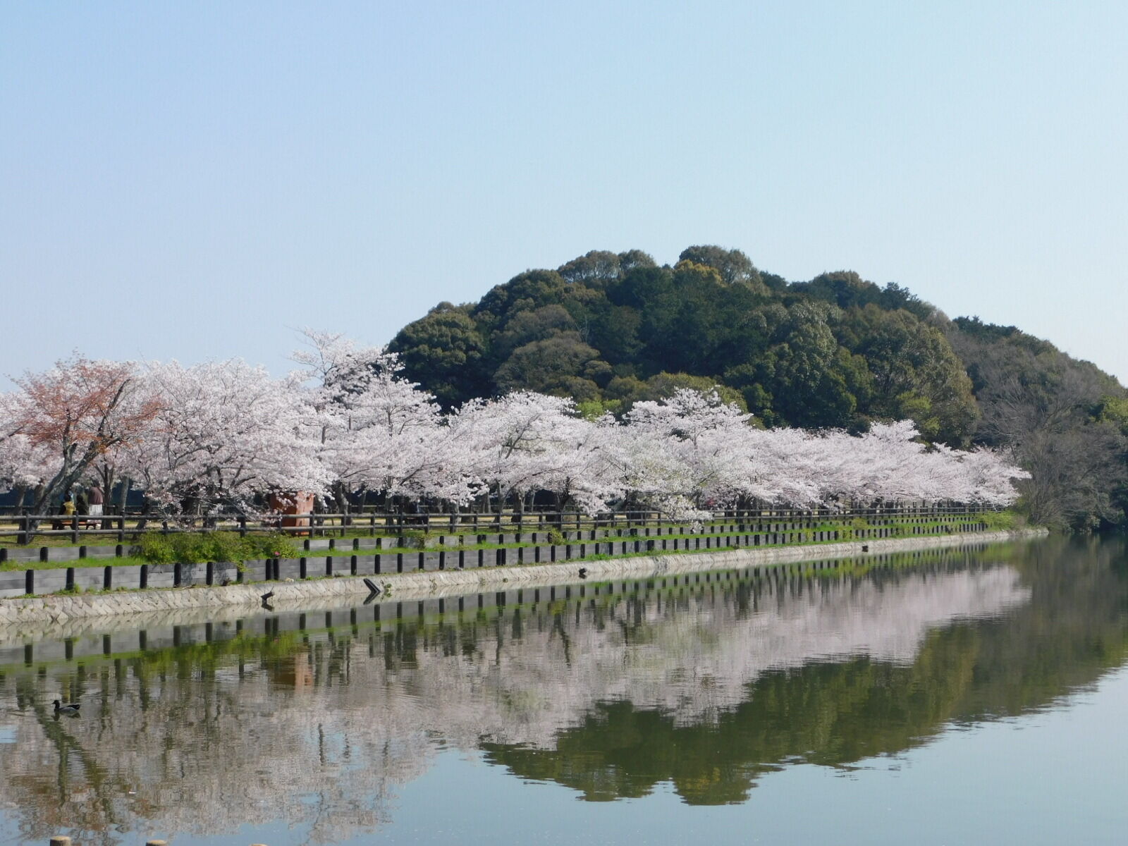 日曜日の写真館 さぬき市の亀鶴公園で桜鑑賞してきました 心の休日 悩み解消ダイアリー
