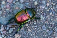 �����ͥॷ