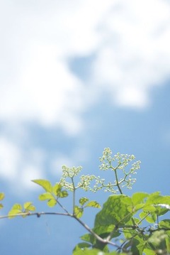 0dd9aa48493447bcec75a78dcf5eae94_s