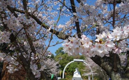 桜、満開です