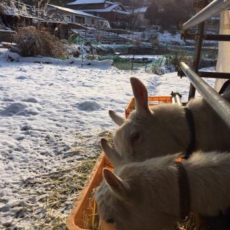 ほぴ