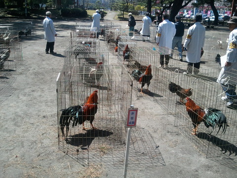 薩摩鶏品評会　県24　4