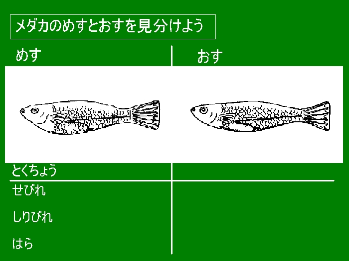 理科 めだか 黒板プロジェクト 交流ブログ