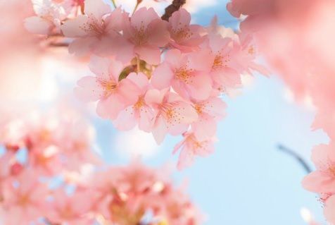 【国分寺】今年のお花見どこに行く？国分寺市内の桜の名所