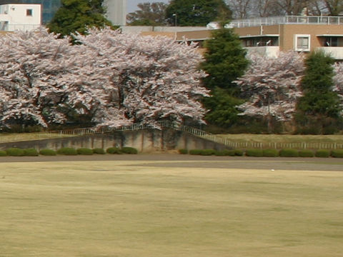 tachikawa2307