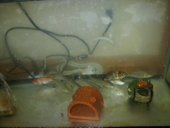 冬の雑魚達の飼育エサ 雑魚釣りをする男