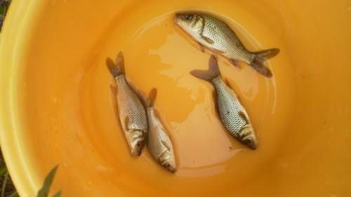 鯉っ子を釣ろう 雑魚釣りをする男