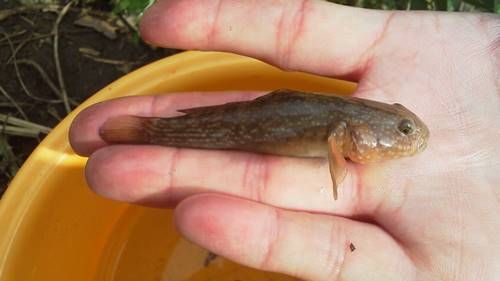 ヌマチチブ チチブ を釣ろう 雑魚釣りをする男