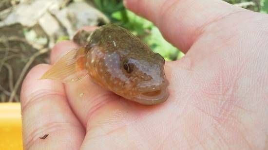 ヌマチチブ チチブ を釣ろう 雑魚釣りをする男