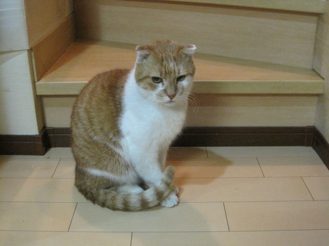にしなりにゃん散歩 その５ ねこむすめのブログ
