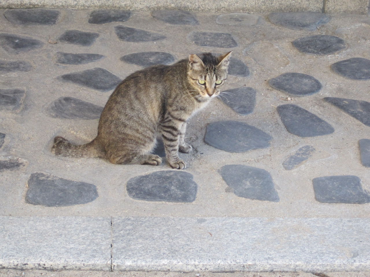 にしなりにゃん散歩 その7 ねこむすめのブログ