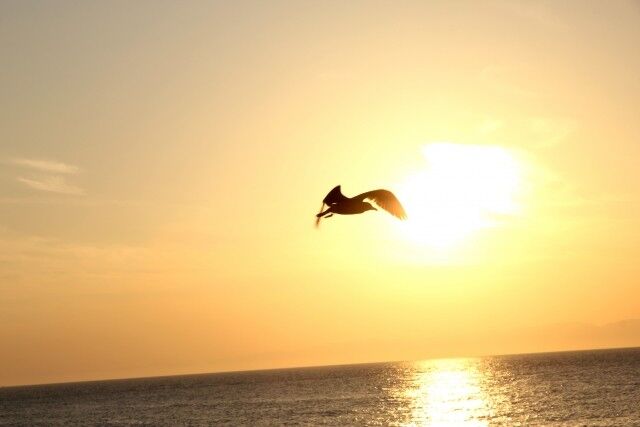 flyingbird_sunset