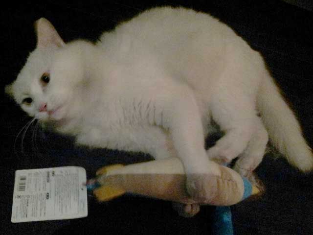 宝くじの高額当選と白猫 チャイナドレス 店長のblog