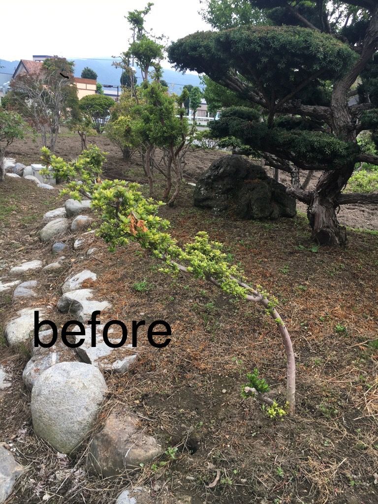 楽しい木の植え方 アルと陽気な仲間 楽しい木の植え方 アルと陽気な仲間