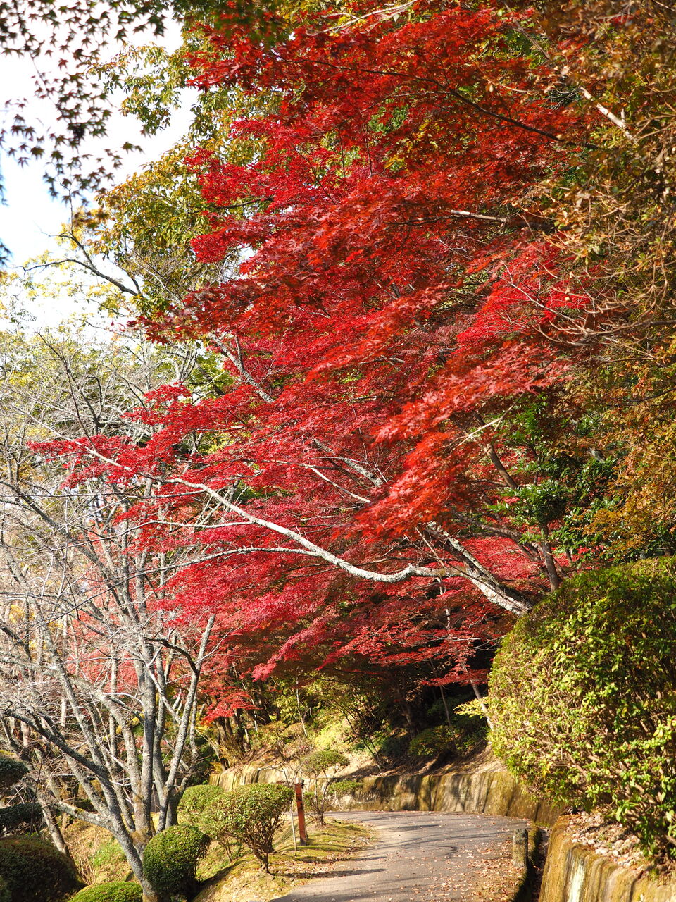 杉村公園の紅葉をこまぶら こまぶら 杉村公園の紅葉をこまぶら こまぶら