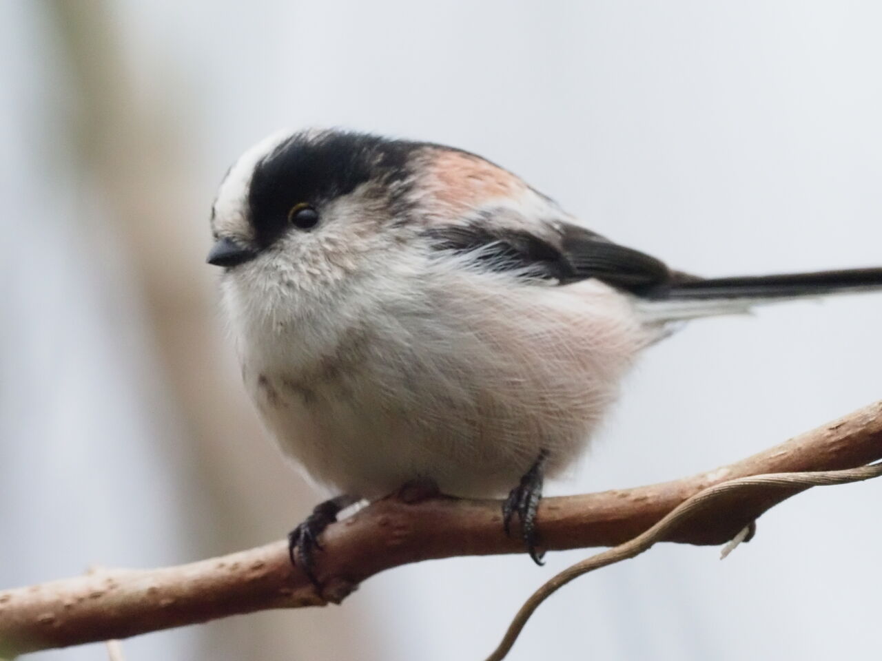 庭に遊びに来たエナガちゃんをこまぶら こまぶら