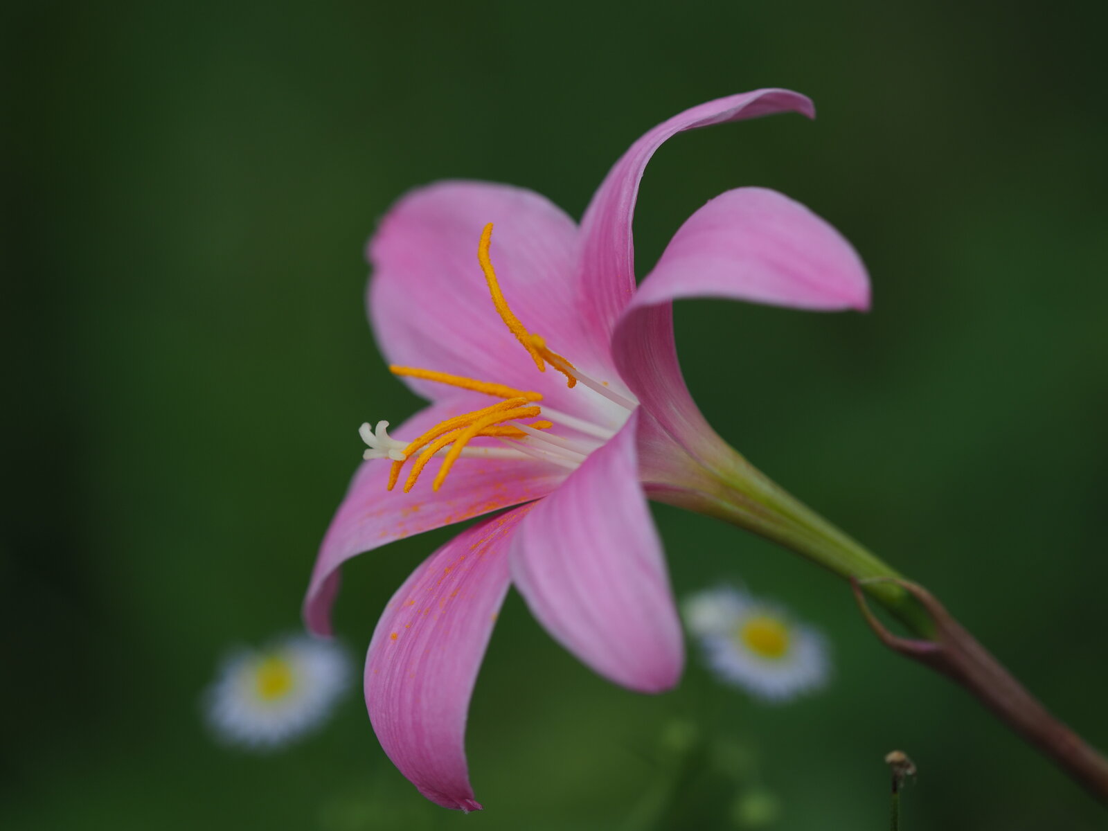道端の綺麗な花をこまぶら こまぶら