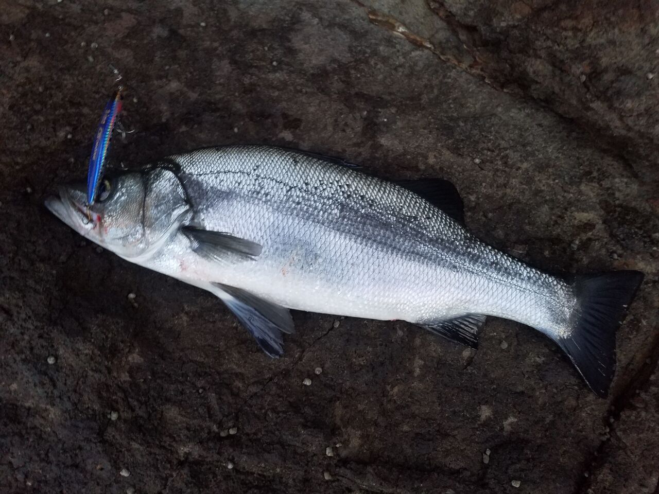 宮之浦 ヒラスズキ釣行 ヒラニストの釣行記