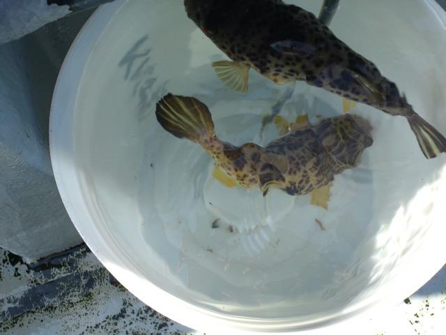 釣ったフグを食す という事 フグとマダイと時々タチウオ