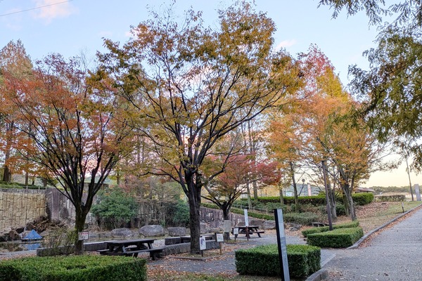 紅葉の様子をちょっとだけin市民四季の森。見頃までもうちょっと？