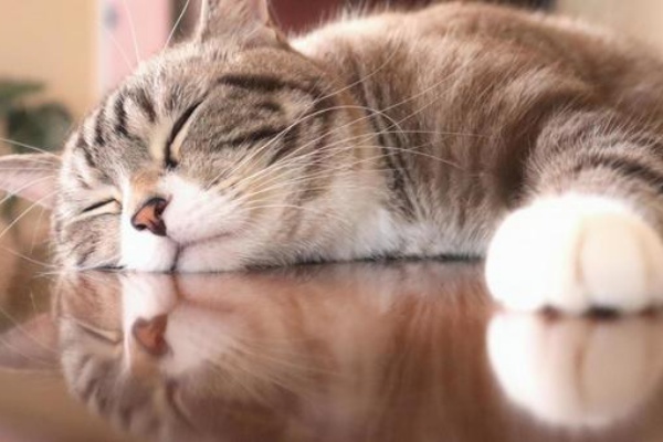 5/10(日)14:00～16:00で猫の譲渡会。小牧勤労センター2階にて（小牧市上末）