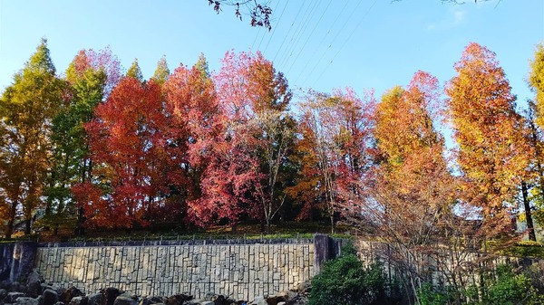 IMG_20201120_233229_183