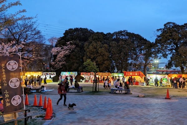 sakurakomaki8