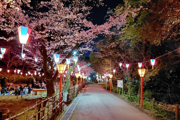 sakuramatsuri7