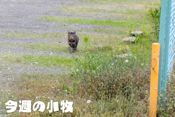 今週の小牧_20250615_214305_0000