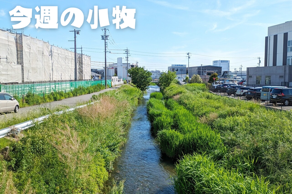 今週の小牧_20240519_195600_0000
