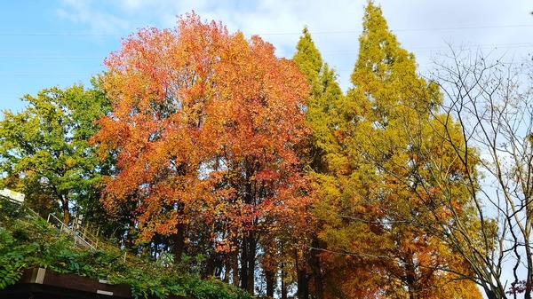 IMG_20201120_233229_185